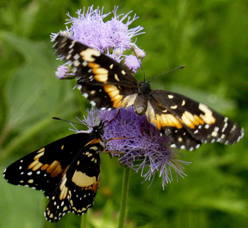 Two Butterflies on Flower — Purple, Calm, Summer