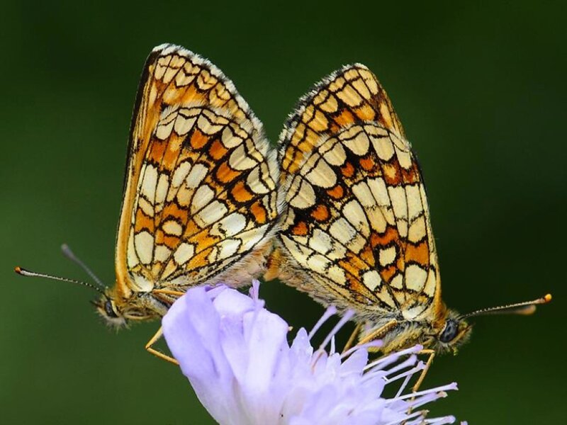 Two Butterflies on Flower — Purple, Calm