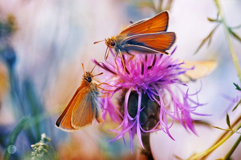 Two Butterflies on Flower — Purple, Serene, Afternoon