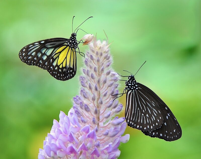 Two Butterflies on Flower — Purple, Serene
