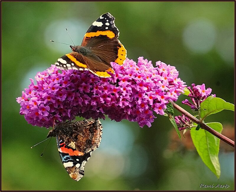 Two Butterflies on Flower — Purple