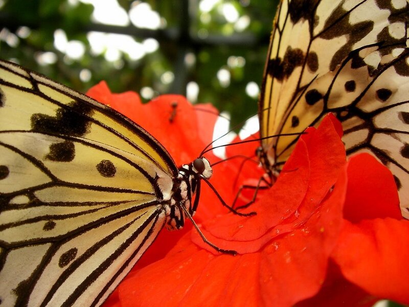 Two Butterflies on Flower — Red, Calm, Afternoon