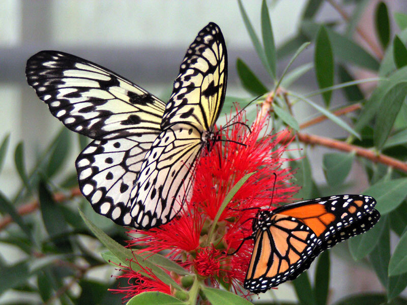Two Butterflies on Flower — Red, Calm