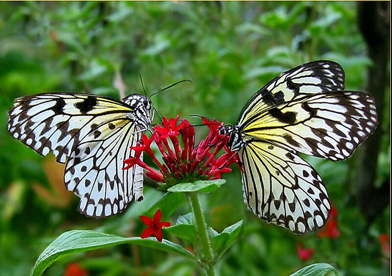 Two Butterflies on Flower — Red