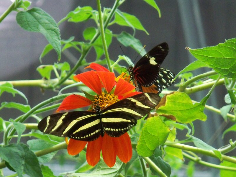 Two Butterflies on Flower