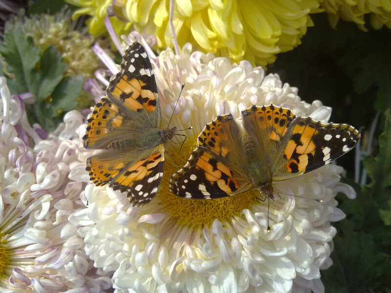 Two Butterflies on Flower — White, Calm, Afternoon