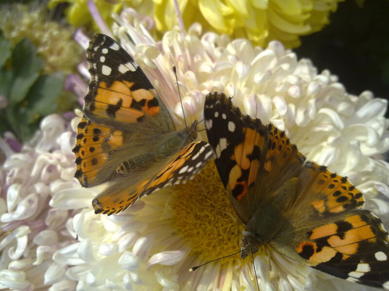 Two Butterflies on Flower — White, Calm