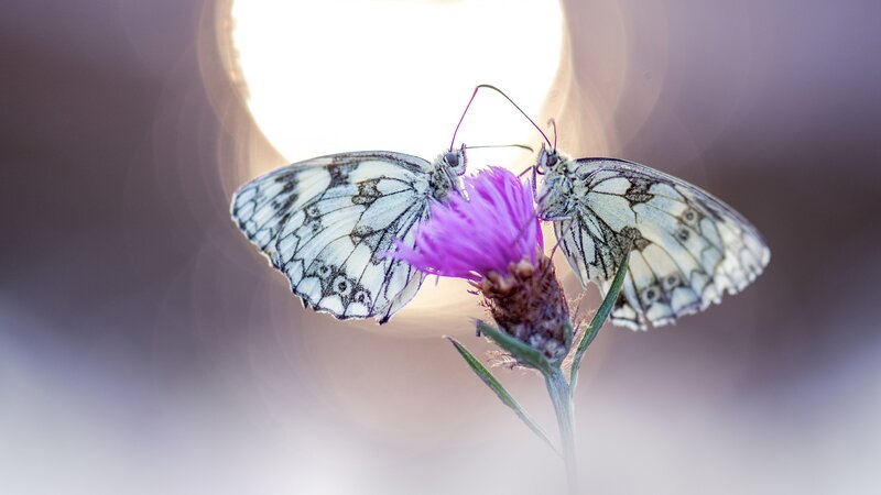 Two Butterflies on Flower — White, Serene
