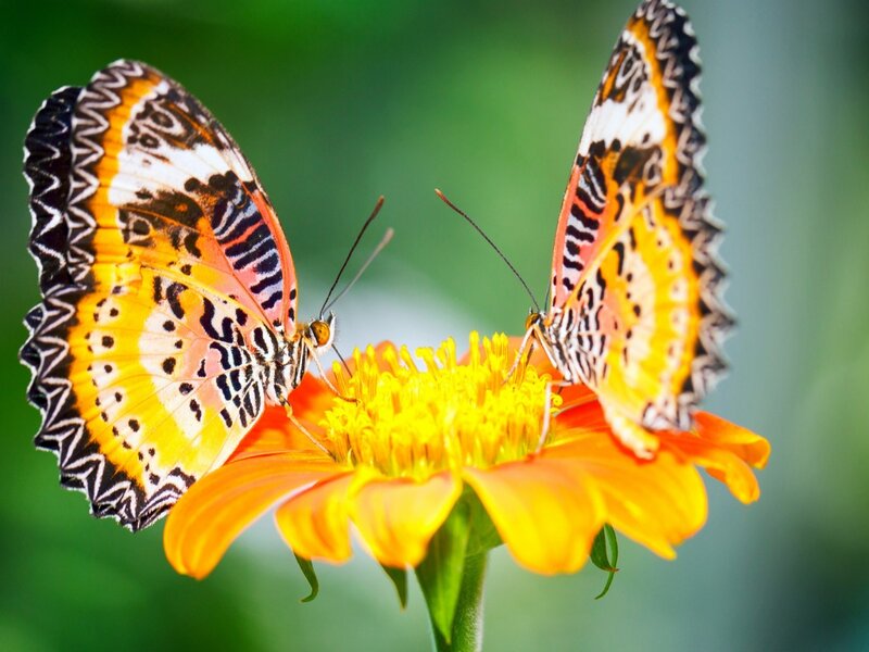 Two Butterflies on Flower — Yellow, Serene