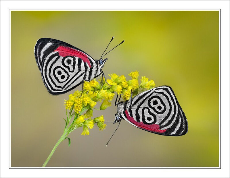 Two Butterflies on Flower — Yellow