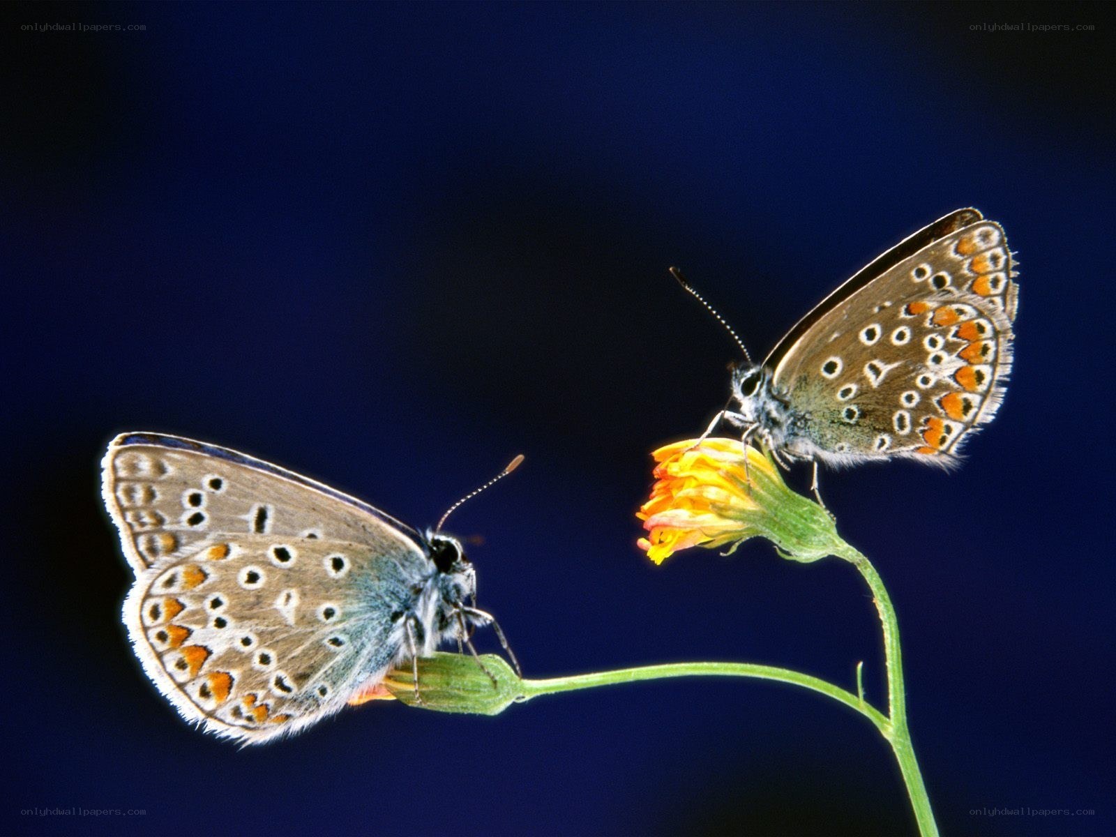 Two butterflies on flowers