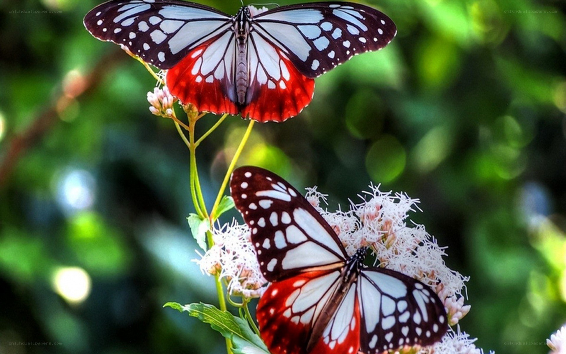 Two butterflies on flowers
