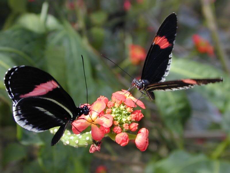 Two Butterflies on Flowers — Black