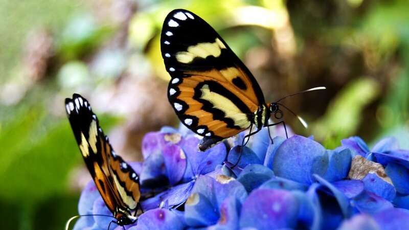 Two Butterflies on Flowers — Blue, Serene
