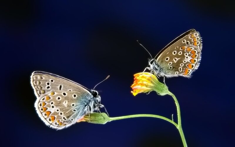 Two Butterflies on Flowers — Blue