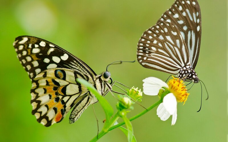 Two Butterflies on Flowers — Green, Calm, Afternoon, Photograph