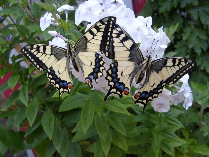 Two Butterflies on Flowers — Green, Calm, Afternoon