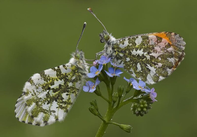 Two Butterflies on Flowers — Green, Calm, Spring