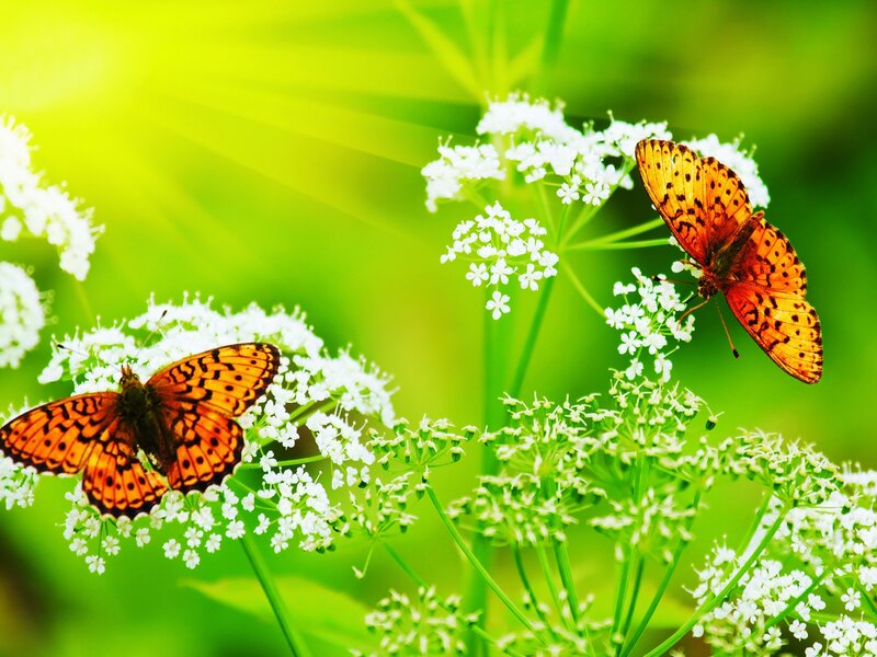 Two Butterflies on Flowers — Green, Serene, Afternoon