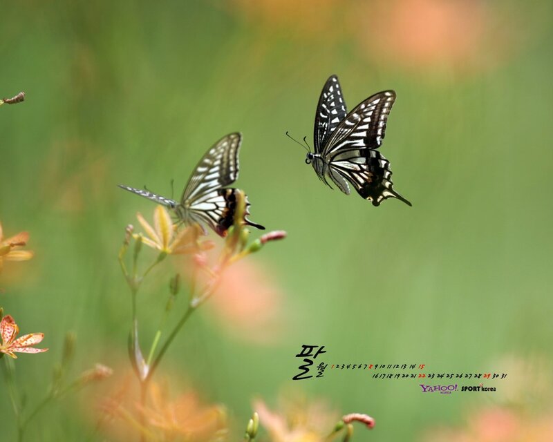 Two Butterflies on Flowers — Green, Serene, Spring
