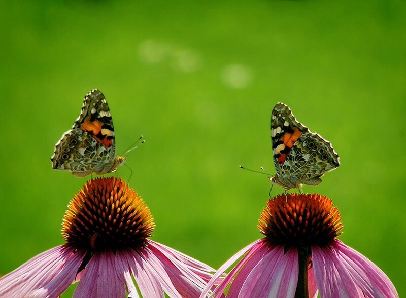 Two Butterflies on Flowers — Green