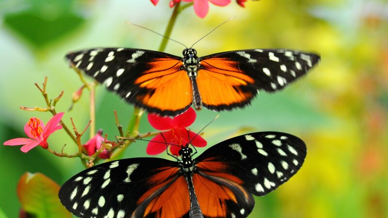 Two Butterflies on Flowers — Orange, Calm