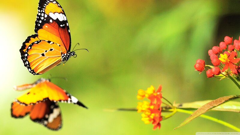 Two Butterflies on Flowers — Orange, Serene, Afternoon, Photograph