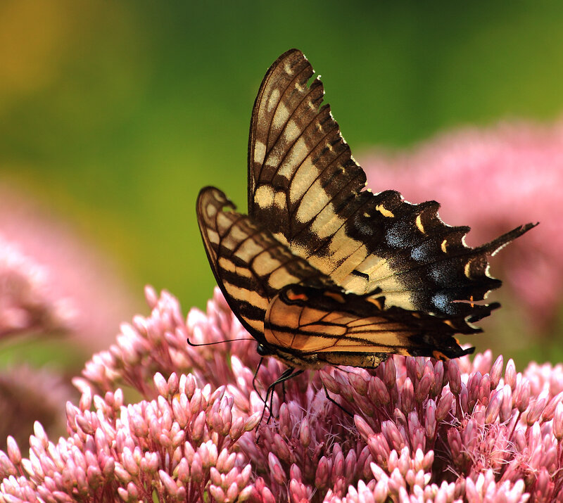 Two Butterflies on Flowers — Pink, Calm