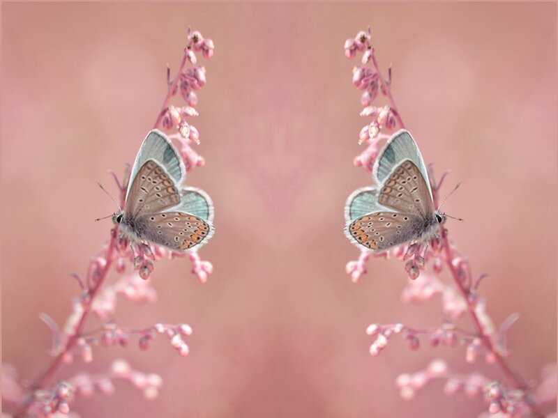Two Butterflies on Flowers — Pink, Serene, Spring