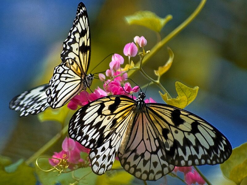 Two Butterflies on Flowers — Pink, Serene