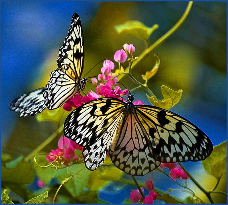 Two Butterflies on Flowers — Pink