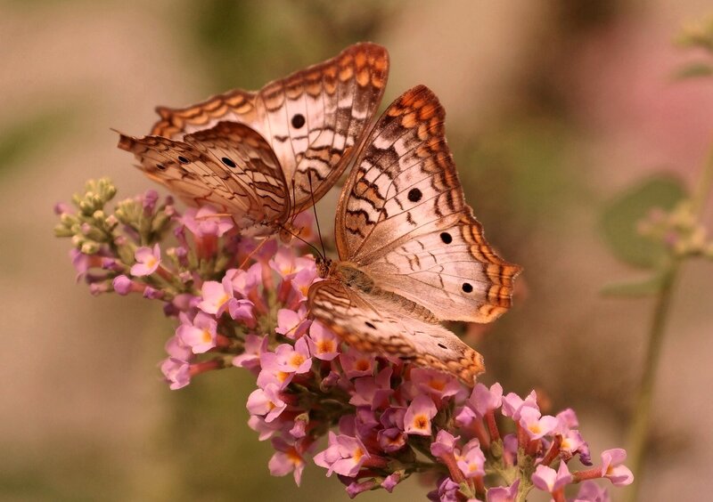 Two Butterflies on Flowers — Purple, Calm, Afternoon