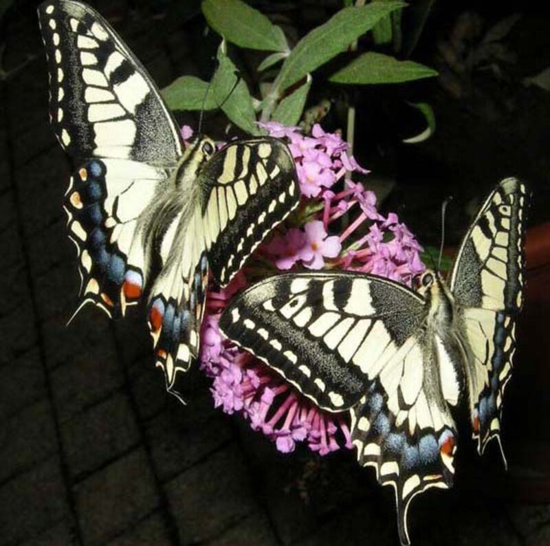 Two Butterflies on Flowers — Purple, Calm, Night