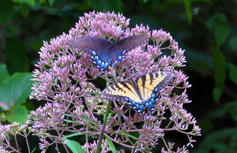 Two Butterflies on Flowers — Purple, Calm, Summer