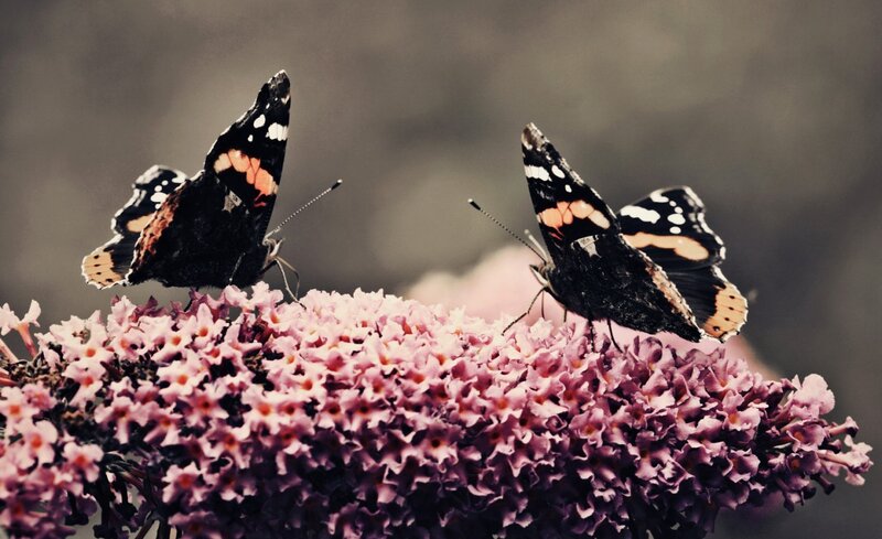 Two Butterflies on Flowers — Purple, Calm
