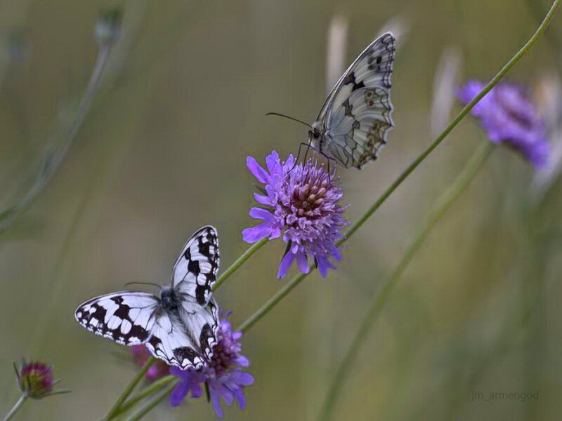 Two Butterflies on Flowers — Purple, Serene