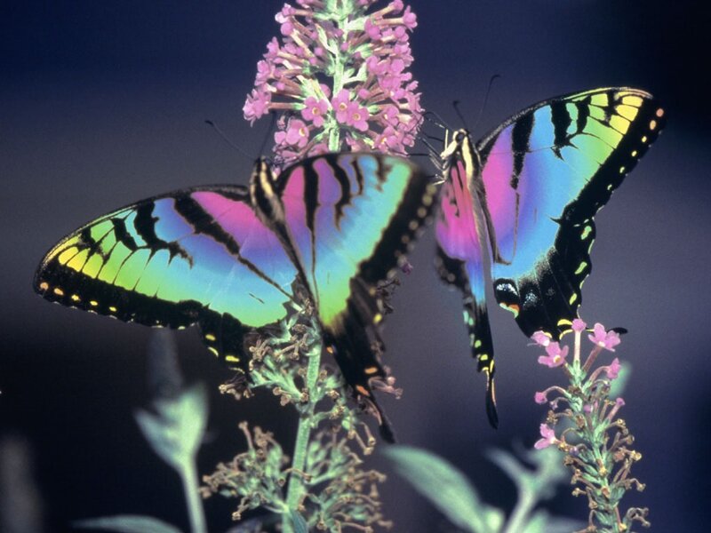 Two Butterflies on Flowers — Purple