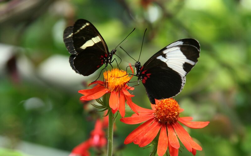 Two Butterflies on Flowers — Red, Calm