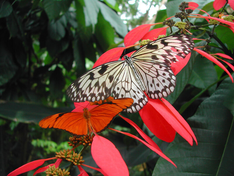 Two Butterflies on Flowers — Red