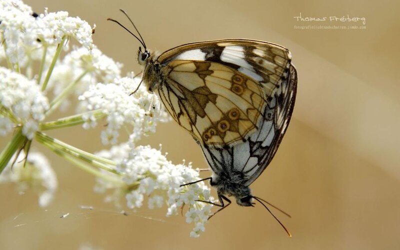 Two Butterflies on Flowers — White, Calm, Afternoon