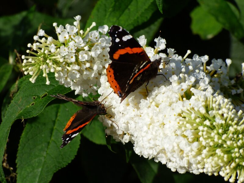 Two Butterflies on Flowers — White, Calm