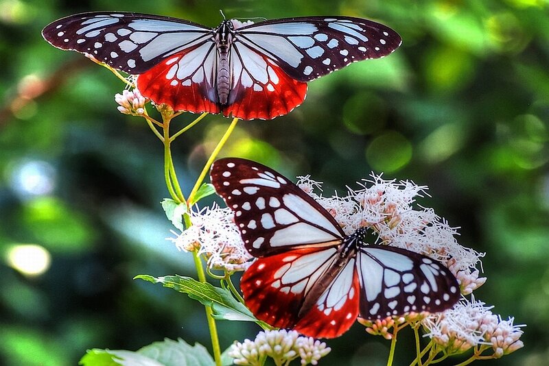 Two Butterflies on Flowers — White