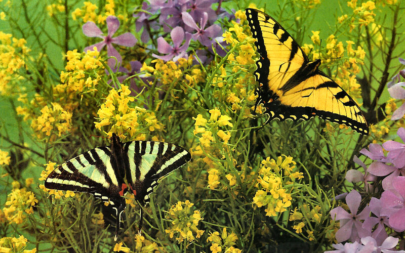 Two Butterflies on Flowers — Yellow