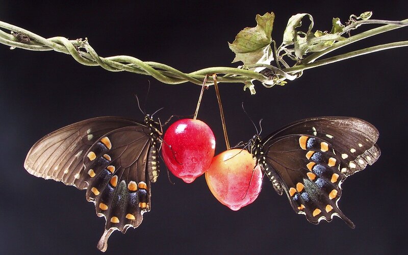 Two Butterflies on Fruit — Black, Dramatic, Photograph, Vine, Leaves