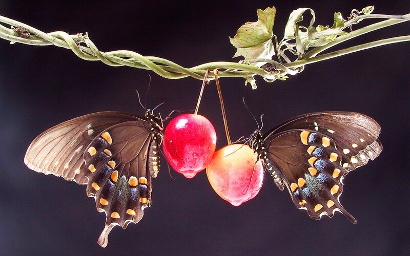 Two Butterflies on Fruit — Black, Dramatic, Photograph, Vine