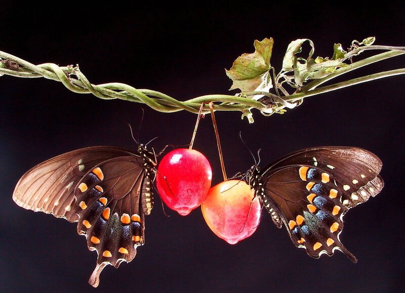 Two Butterflies on Fruit — Black, Dramatic