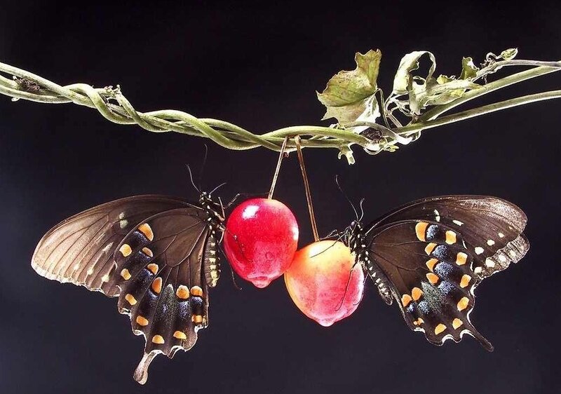 Two Butterflies on Fruit — Black