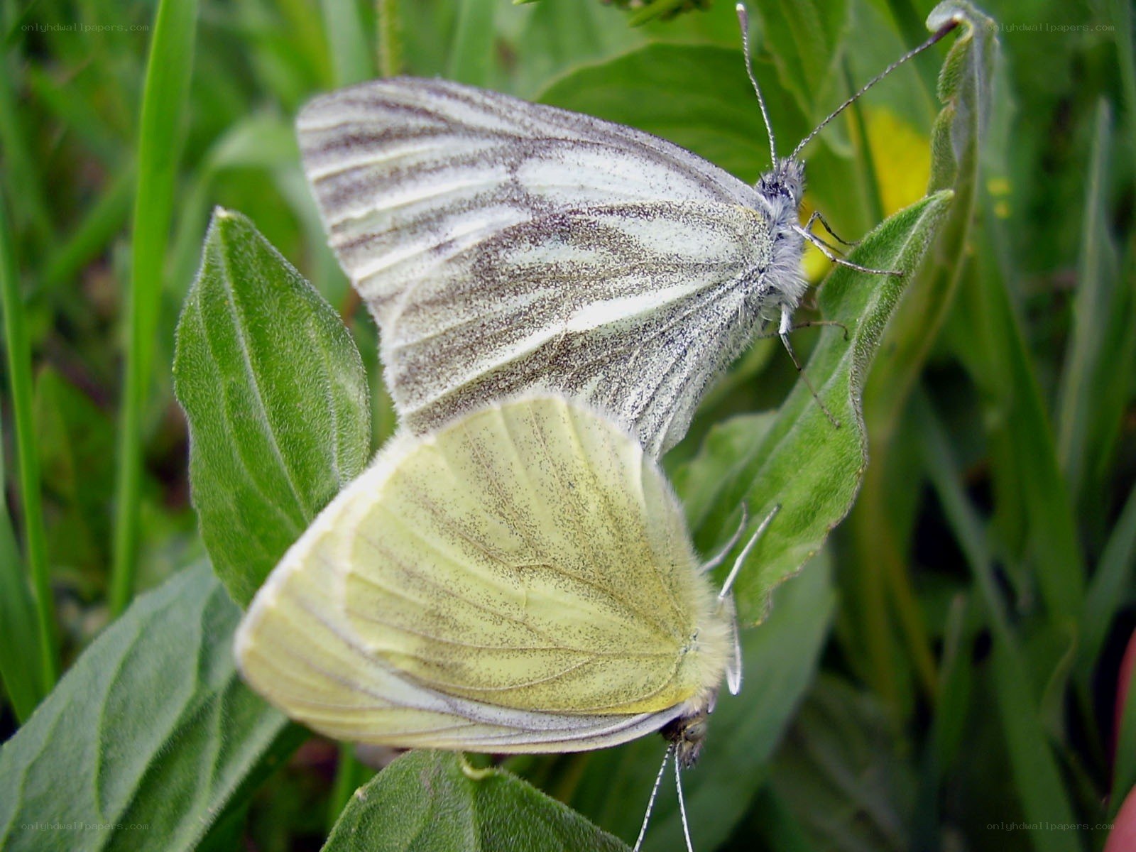 Two butterflies on green leaves
