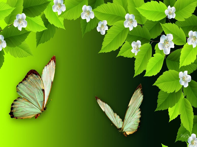 Two Butterflies on Green
