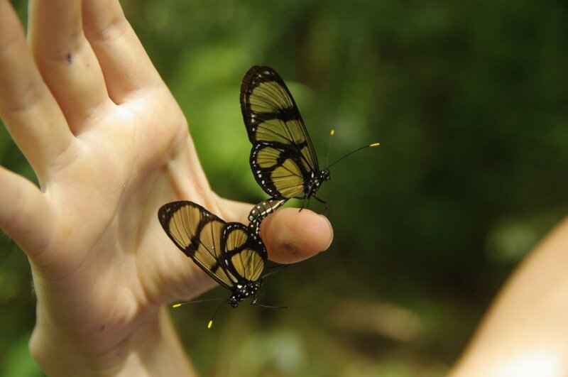 Two Butterflies on Hand